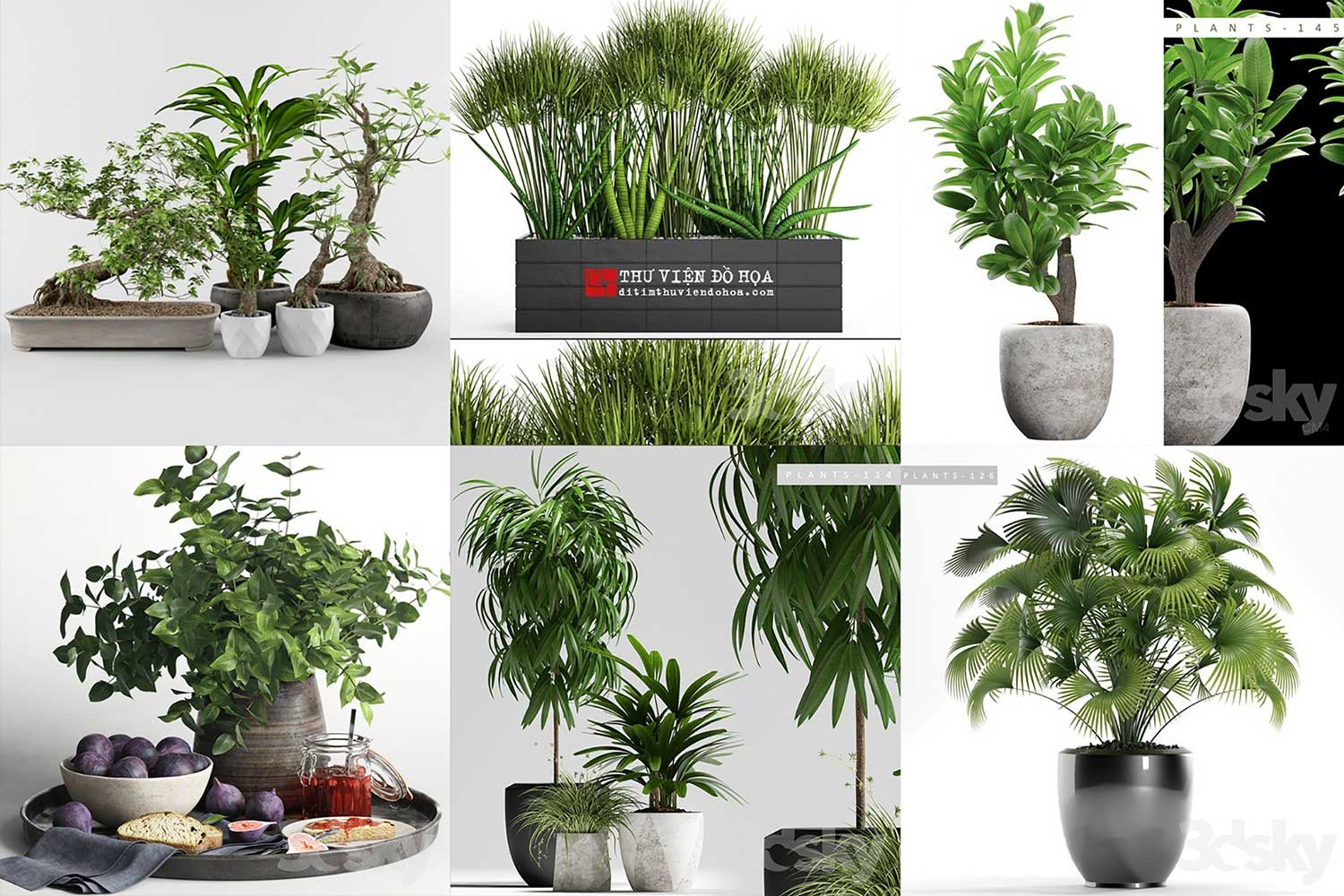 0035_Plants_Ditim.jpg